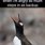 Anger Penguin Meme