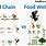Animal Web Food Chain