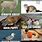 Animals with Funny Names