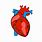 Animated Human Heart Clip Art