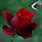 Animated Rose Flower