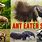 Anteater Types