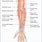Anterior Arm Anatomy