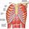 Anterior Chest Muscle Anatomy