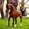 Arabian Horse Images