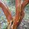 Arbutus Andrachnoides