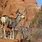 Arches National Park Animals