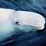 Arctic Whale