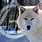 Arctic Wolf Therian