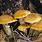 Armillaria Honey Mushroom