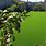 Artificial Grass Garden