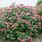 Artisan Red Double-Play Spirea