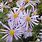 Aster Pyrenaeus