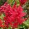 Astilbe Fanal Red