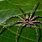 Australian Brown Spider