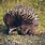 Australian Hedgehog