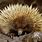 Australian Porcupine
