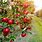 Autumn Apple Orchard