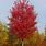 Autumn Blaze Freeman Maple