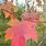 Autumn Blaze Maple Tree Leaf