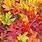 Autumn Leaves Fall Colors