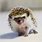 Baby African Pygmy Hedgehog