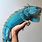 Baby Blue Iguana