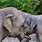 Baby Elephant Hug