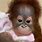 Baby Girl Orangutan