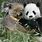 Baby Koala and Panda