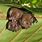 Baby Leaf Bat