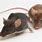 Baby Rats vs Baby Mice