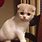 Baby Scottish Fold Kitten
