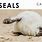Baby Seal Calendar