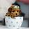 Baby Teacup Poodle