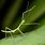 Baby Walking Stick Insect