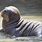 Baby Walrus Pictures