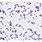 Bacillus Spores Gram Stain
