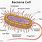 Bacteria Cell Type