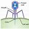 Bacteriophage Biology