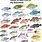 Bahamas Fish Species Chart