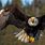 Bald Eagles In-Flight Pics