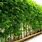 Bamboo Plant Wall
