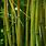 Bamboo Wallpaper 4K
