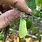 Banisteriopsis Caapi Seeds