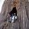 Baobab Tree Inside