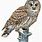 Barred Owl Clip Art