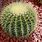 Barrel Cactus Images