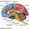 Basic Brain Anatomy