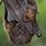 Bat with Baby